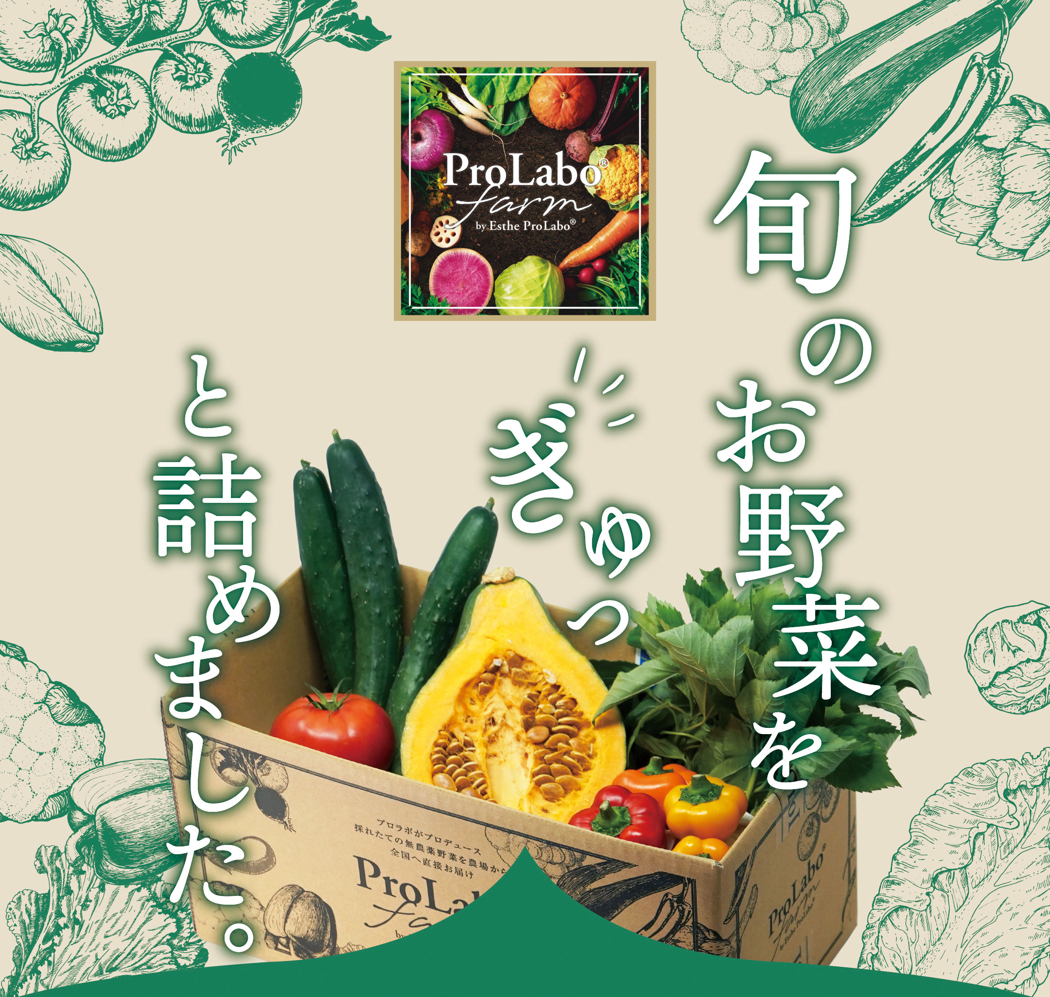 旬のお野菜をぎゅっと詰めました。