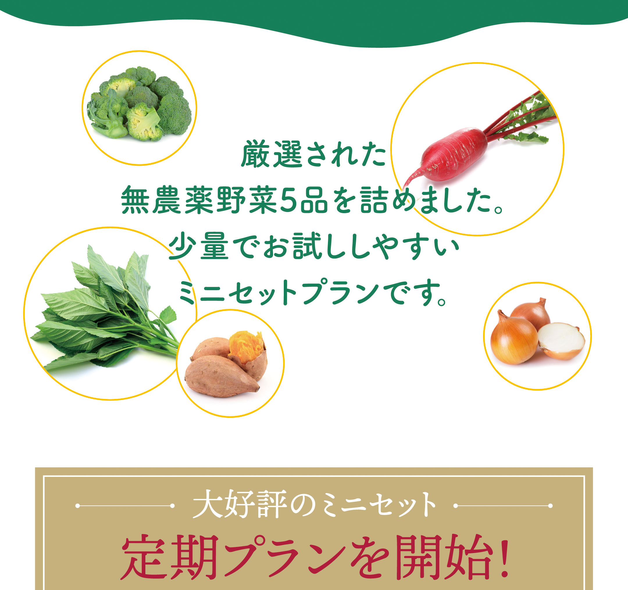 厳選された無農薬野菜5品を詰めました。少量でお試ししやすい期間限定のミニセットプランです。