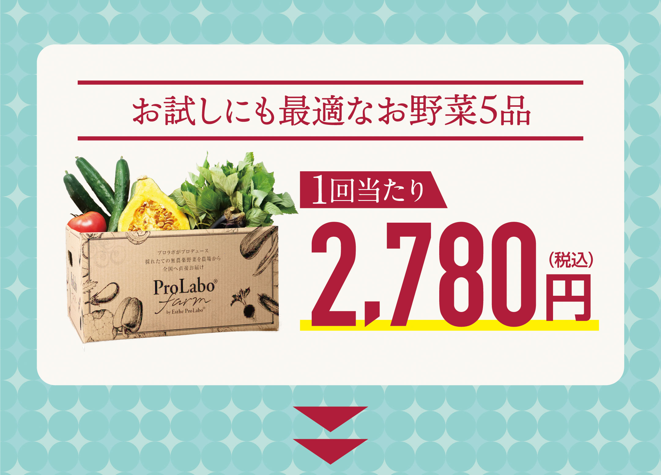 お試しにも最適なお野菜5品