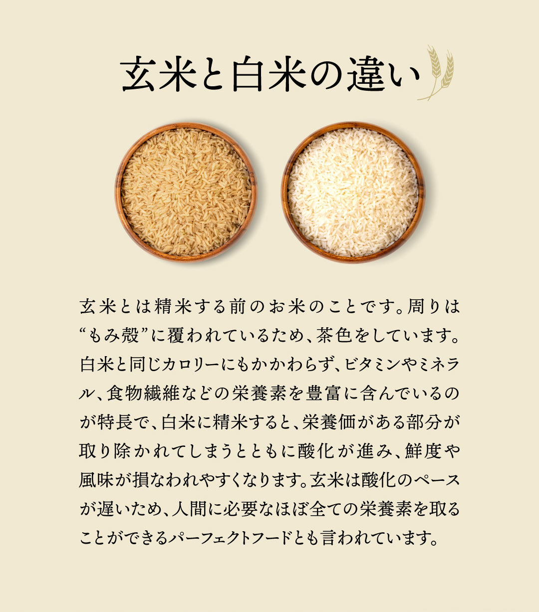 玄米と白米の違い